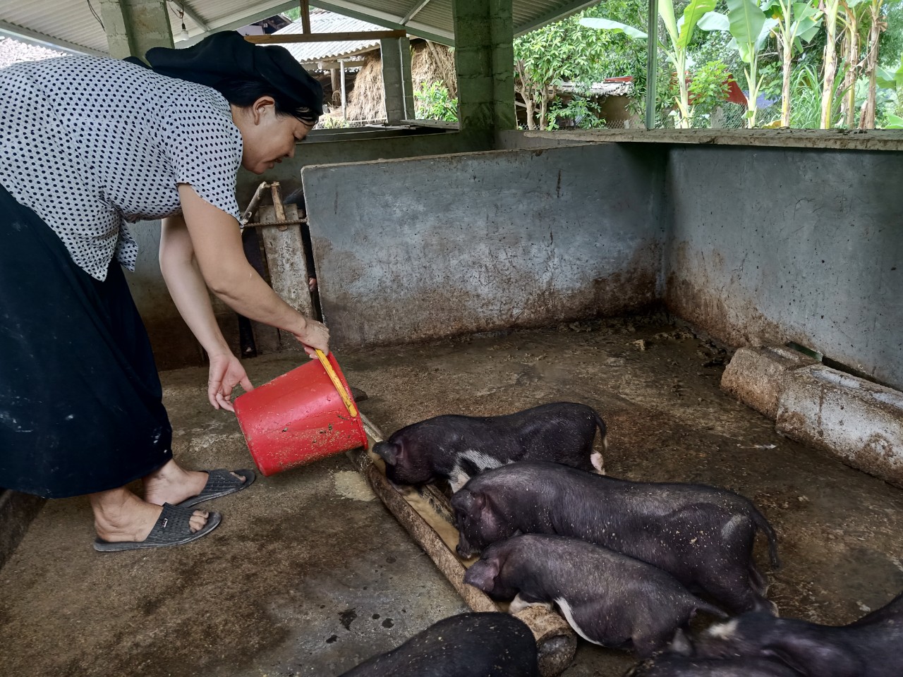 Hiệu quả từ mô hình nuôi lợn nái sinh sản của hội viên Chi hội Phụ nữ thôn Nà Bưa